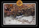 2010 Maldives 081