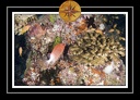2010 Maldives 086