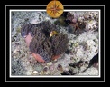 2010 Maldives 095