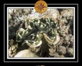 2010 Maldives 097