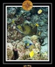 2010 Maldives 105