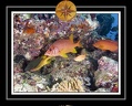2010 Maldives 116