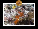 2010 Maldives 121