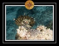 2010 Maldives 133