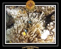 2011 El Qoseir 085