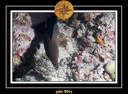 2011 Maldives 001