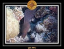 2011 Maldives 003