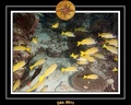 2011 Maldives 004