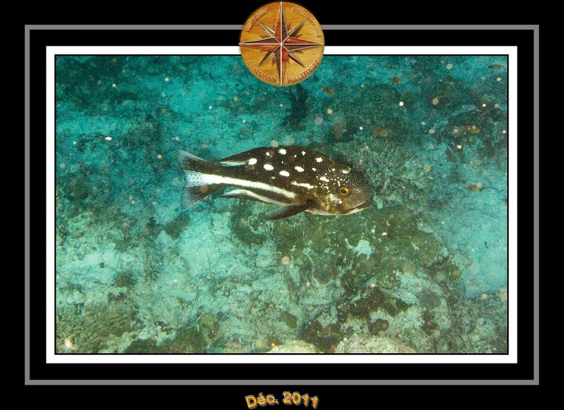 2011 Maldives 009
