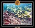 2011 Maldives 010