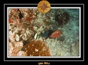 2011 Maldives 012