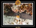 2011 Maldives 015