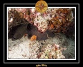 2011 Maldives 017