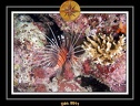 2011 Maldives 018
