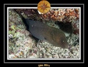 2011 Maldives 019