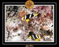 2011 Maldives 021