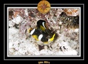2011 Maldives 022