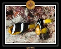 2011 Maldives 023