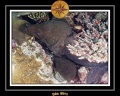 2011 Maldives 024
