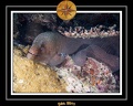 2011 Maldives 025