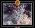 2011 Maldives 028