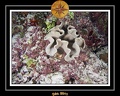 2011 Maldives 029