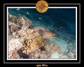2011 Maldives 030