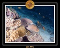 2011 Maldives 031