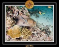 2011 Maldives 032