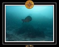 2011 Maldives 033