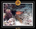 2011 Maldives 034