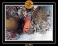 2011 Maldives 035