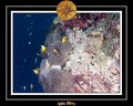 2011 Maldives 036