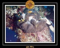 2011 Maldives 037