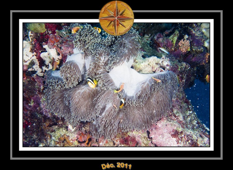 2011 Maldives 039