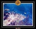 2011 Maldives 040