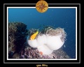 2011 Maldives 041