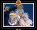 2011 Maldives 042