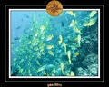 2011 Maldives 043