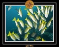 2011 Maldives 044