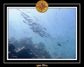 2011 Maldives 045
