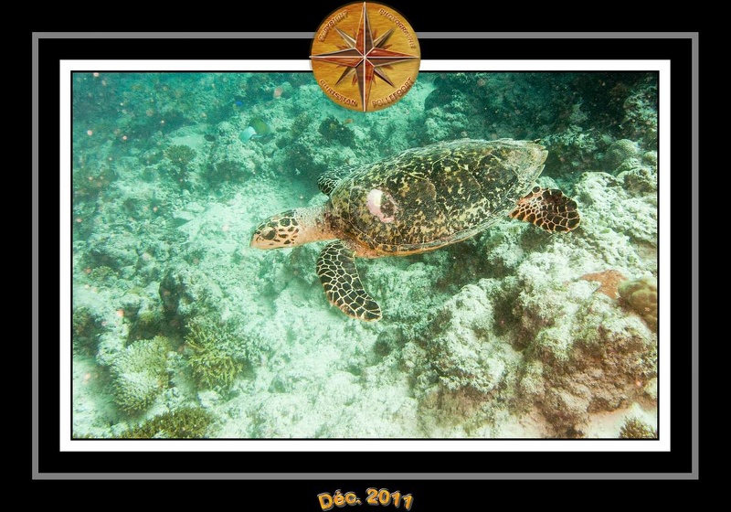 2011 Maldives 046
