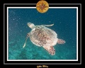 2011 Maldives 047