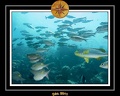 2011 Maldives 048