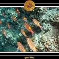 2011 Maldives 049