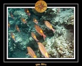 2011 Maldives 049