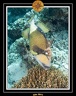 2011 Maldives 050