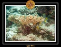 2011 Maldives 053
