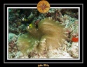 2011 Maldives 054