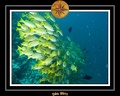 2011 Maldives 055